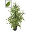 Blumen Senf Ficus Golden King