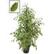 Blumen Senf Ficus Golden King Vergleich