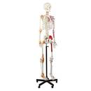 Cranstein Skelett Modell mit Muskelbemalung