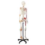 Anatomie Skelett