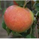 Artländer Pflanzenhof robuster Winterapfel