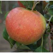 Artländer Pflanzenhof robuster Winterapfel