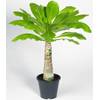 Baldur Garten Hawaii Palme