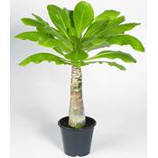 Baldur Garten Hawaii Palme