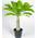 Baldur Garten Hawaii Palme