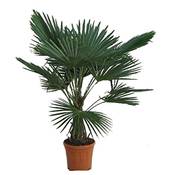 Pflanzenfuchs Winterharte Palme Vergleich