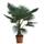 Pflanzenfuchs Winterharte Palme