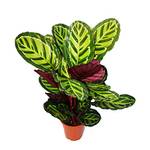 Exotische Blumen