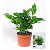 BALDUR Garten H-7571
