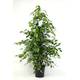 Blumen Senf Ficus Benjamina Exotica Vergleich
