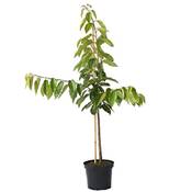 Müllers Grüner Garten Shop Kirschbaum Kordia Vergleich