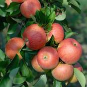 lovivo Apfel Topaz Vergleich