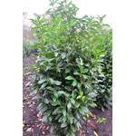 Plantenwelt Wiesmoor Kirschlorbeer