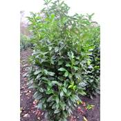 Plantenwelt Wiesmoor Kirschlorbeer