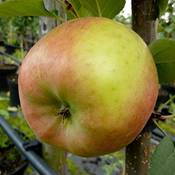 Müllers Grüner Garten Shop Apfelbaum Topaz ohne Topf Vergleich