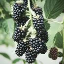 Müllers Grüner Garten Shop Brombeere Loch Ness robust