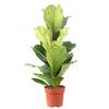 Flowerbox Ficus Geigenfeige