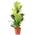 Flowerbox Ficus Geigenfeige