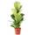 Flowerbox Ficus Geigenfeige