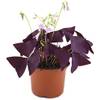 Fangblatt Oxalis triangularis Mijke