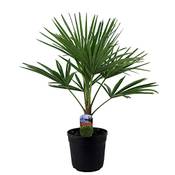 Baldur-Garten H-3884