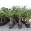 Palme