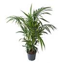 Flowy Kentia-Palme Zimmerpflanze