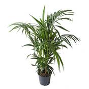 Flowy Kentia-Palme Zimmerpflanze Vergleich