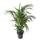Flowy Kentia-Palme Zimmerpflanze