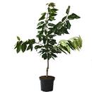 Müllers Grüner Garten Lapins, selbstfruchtbare Süßkirsche