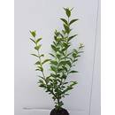 Pflanzhits Liguster atrovirens