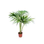 PflanzenFuchs Kentia-Palme - Howea forsteriana Vergleich