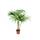 PflanzenFuchs Kentia-Palme - Howea forsteriana