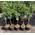 Pflanzhits Apfelbaum Topaz 100 cm