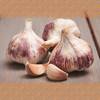 Flortus Winterpflanzknoblauch Germidour