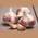 Flortus Winterpflanzknoblauch Germidour
