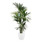 Botanicly Kentia-Palme Vergleich