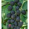 ‎Artländer Pflanzenhof Zuckerbrombeere Asterina