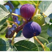 Artländer Pflanzenhof Feige Bornholm Vergleich