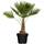 Gruenwaren Jakubik ‎M-Palme-80-100-cm