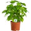 GardenersDream COFARA12C