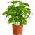 GardenersDream COFARA12C