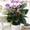 Exotische Blumen