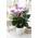 Gardernersdream Tropische Lila Flamingoblume