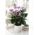 Gardernersdream Tropische Lila Flamingoblume