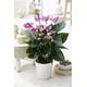 Gardernersdream Tropische Lila Flamingoblume Vergleich