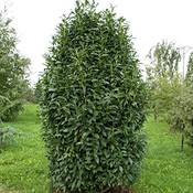 Garten Schlüter Kirschlorbeer Genolia Vergleich