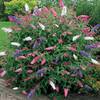 Gardenersdream ‎BUDTRI-17C