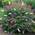 Gardeners Dream ‎BUDTRI 17C