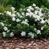 Gardeners Dream Gardenia Jasminoides